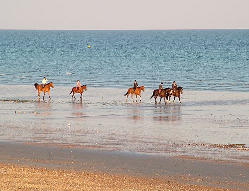 Horses