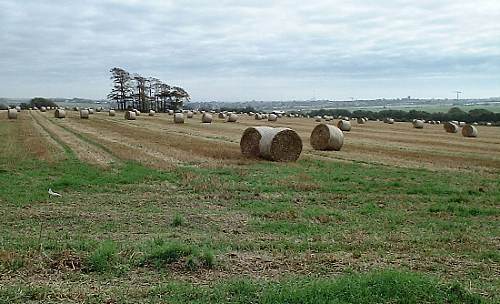 Harvest hoe court lancing